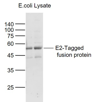 E2 tag Rabbit Polyclonal Antibody