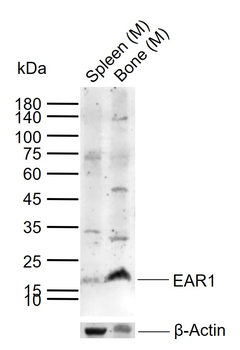 EAR1 Rabbit Polyclonal Antibody