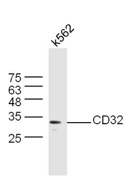 CD32 Rabbit Polyclonal Antibody