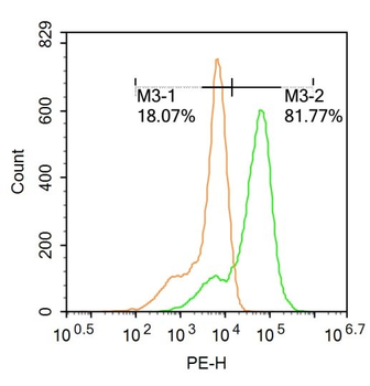 HFH4 Rabbit Polyclonal Antibody
