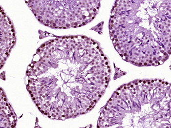 HFH4 Rabbit Polyclonal Antibody