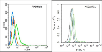 CLEC 4E Rabbit Polyclonal Antibody
