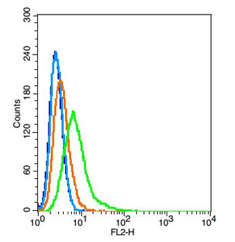 CLEC 4E Rabbit Polyclonal Antibody