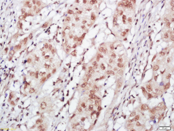 FOG1 Rabbit Polyclonal Antibody