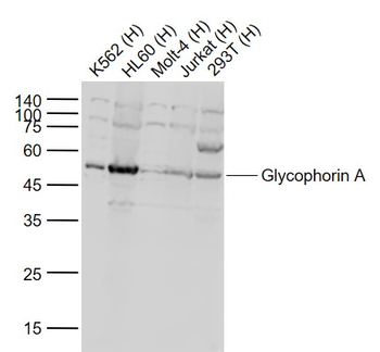 Glycophorin A Rabbit Polyclonal Antibody