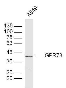 GPR78 Rabbit Polyclonal Antibody