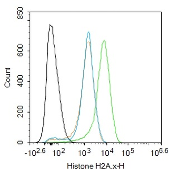 H2AX Rabbit Polyclonal Antibody