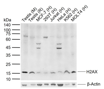 H2AX Rabbit Polyclonal Antibody