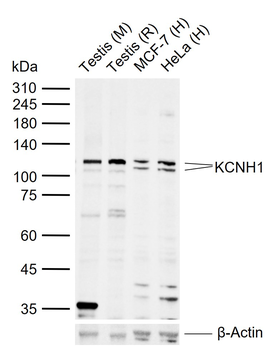 KCNH1 Rabbit Polyclonal Antibody
