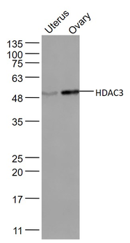 HDAC3 Rabbit Polyclonal Antibody