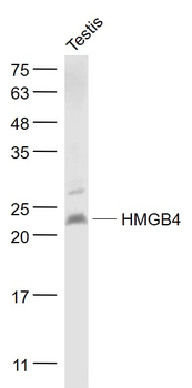 HMGB4 Rabbit Polyclonal Antibody
