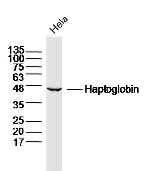 Haptoglobin Rabbit Polyclonal Antibody