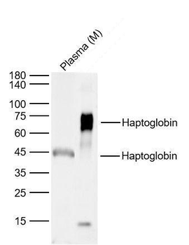Haptoglobin Rabbit Polyclonal Antibody