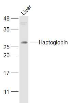 Haptoglobin Rabbit Polyclonal Antibody