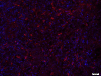 IL-9 Rabbit Polyclonal Antibody
