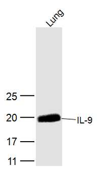 IL-9 Rabbit Polyclonal Antibody