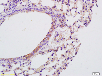IL-9 Rabbit Polyclonal Antibody