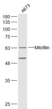 Mitofilin Rabbit Polyclonal Antibody