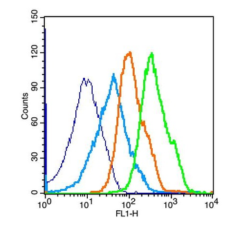 SIRT5 Rabbit Polyclonal Antibody