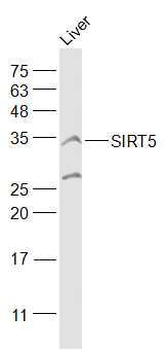 SIRT5 Rabbit Polyclonal Antibody