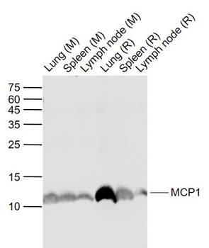 MCP1 Rabbit Polyclonal Antibody