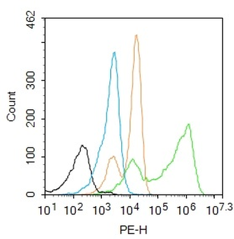 MuRF1 Rabbit Polyclonal Antibody