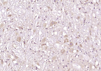 Contactin 6 Rabbit Polyclonal Antibody