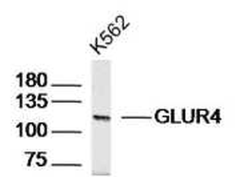 GLUR4 Rabbit Polyclonal Antibody