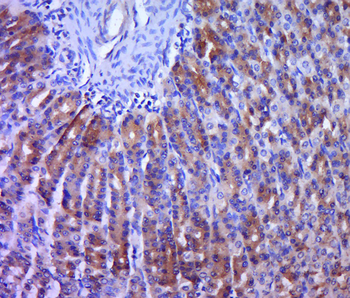 Netrin 1 Rabbit Polyclonal Antibody