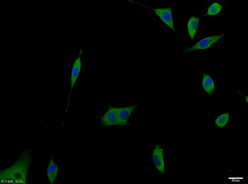 Netrin 1 Rabbit Polyclonal Antibody