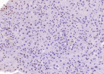 PEG3 Rabbit Polyclonal Antibody