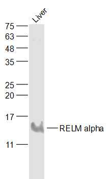 RELM alpha Rabbit Polyclonal Antibody