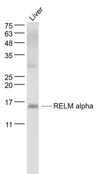 RELM alpha Rabbit Polyclonal Antibody