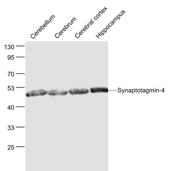 Synaptotagmin-4 Rabbit Polyclonal Antibody