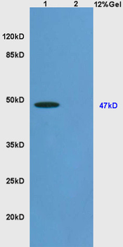 Synaptotagmin-4 Rabbit Polyclonal Antibody