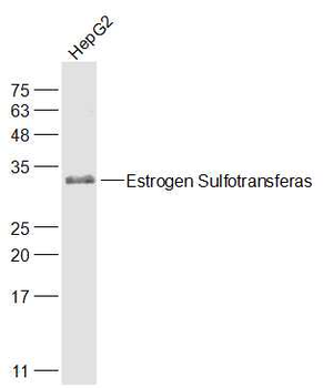 Estrogen Sulfotransferase Rabbit Polyclonal Antibody