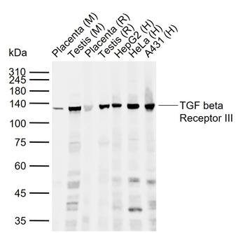 TGF beta Receptor 3 antibody