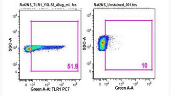 TLR1 Rabbit Polyclonal Antibody