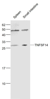 TNFSF14 Rabbit Polyclonal Antibody