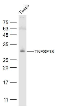 TNFSF18 Rabbit Polyclonal Antibody