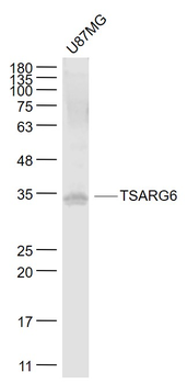 TSARG6 Rabbit Polyclonal Antibody