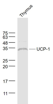 UCP-1 Rabbit Polyclonal Antibody