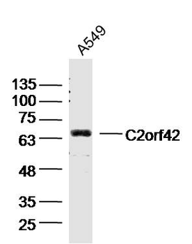 C2orf42 Rabbit Polyclonal Antibody