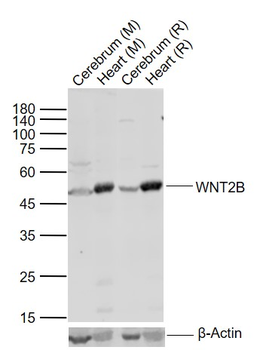 WNT2B Rabbit Polyclonal Antibody