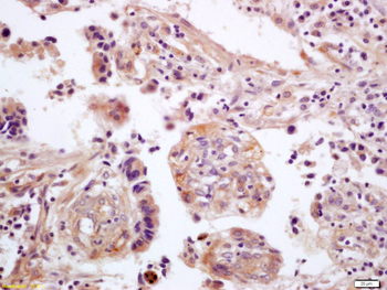 WNT5A Rabbit Polyclonal Antibody
