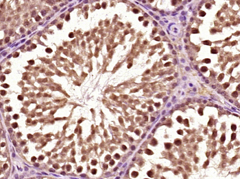 Zfp91 Rabbit Polyclonal Antibody
