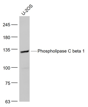 Phospholipase C beta 1 Rabbit Polyclonal Antibody