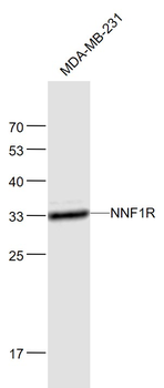 PMF1 Rabbit Polyclonal Antibody
