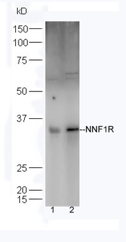 PMF1 Rabbit Polyclonal Antibody