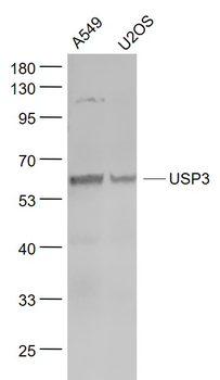USP3 Rabbit Polyclonal Antibody